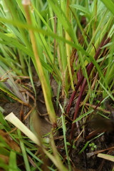 Carex nebrascensis