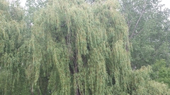 Salix