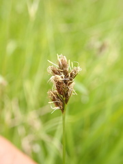 Carex leporina