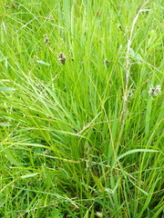 Carex leporina