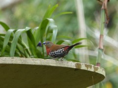 Hypargos niveoguttatus