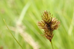 Carex leporina