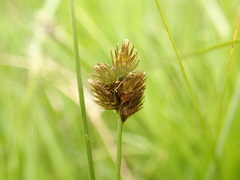 Carex leporina