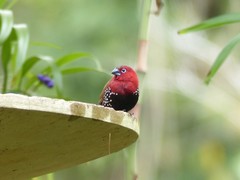 Hypargos niveoguttatus