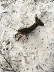 Procambarus spiculifer