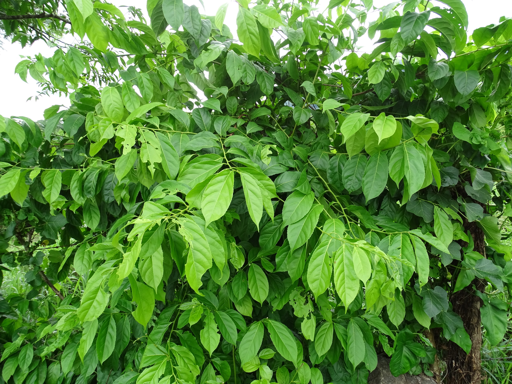 Imagem de Pimenta-de-macaco
