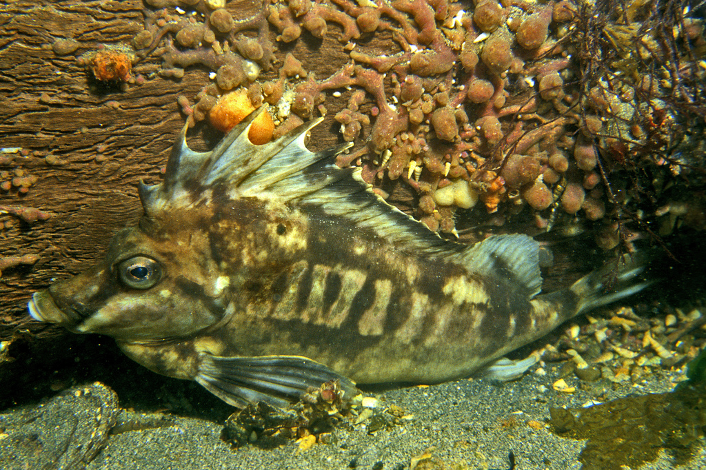 Southern Pigfish