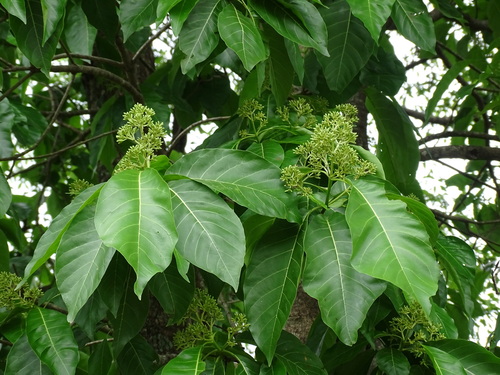 Image of Dendropanax arboreus by (c) Alexis López Hernández, some rights reserved (CC BY)