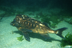 Southern Pigfish photo 5
