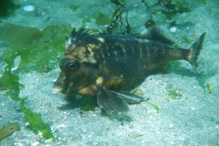 Southern Pigfish photo 2