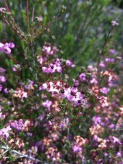 Erica umbellata