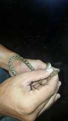 Leptodeira ashmeadii