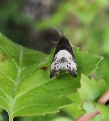 Notocelia cynosbatella