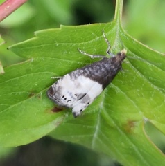 Notocelia cynosbatella