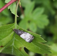 Notocelia cynosbatella