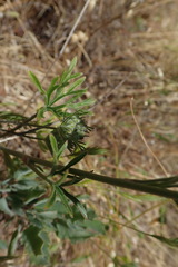Delphinium hesperium