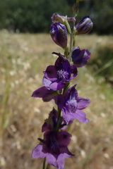 Delphinium hesperium