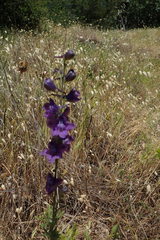 Delphinium hesperium