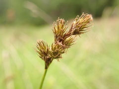 Carex leporina