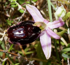 Ophrys bertolonii benacensis