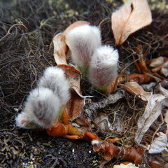 Bryocaulon divergens
