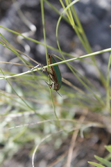 Buprestis aurulenta