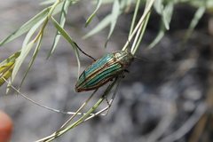 Buprestis aurulenta