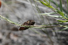Buprestis aurulenta