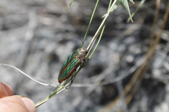Buprestis aurulenta