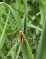 Tipula vernalis