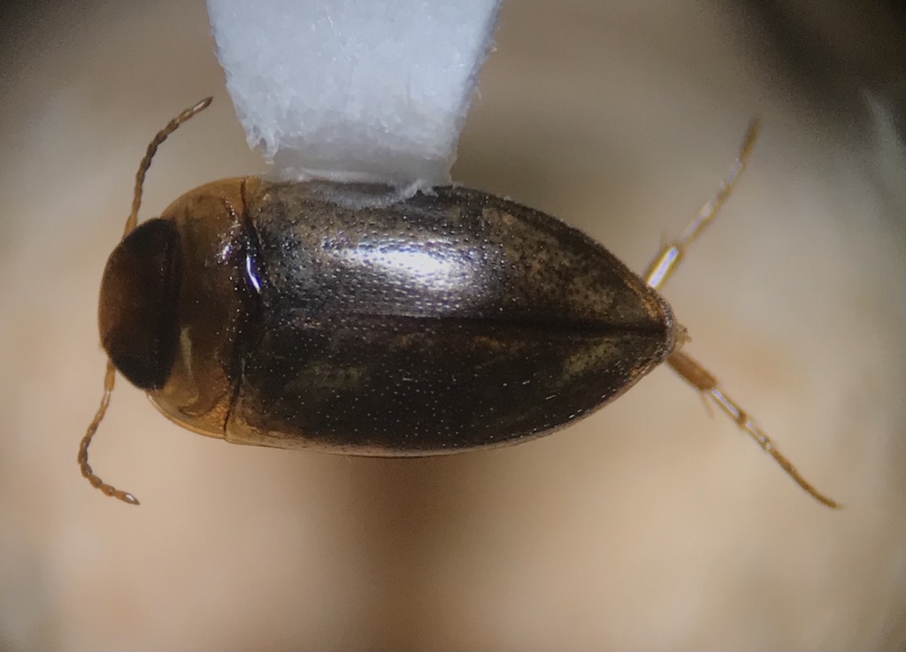 Hydrocolus