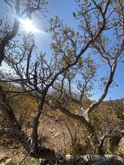 Fig (Ficus glaberrima)