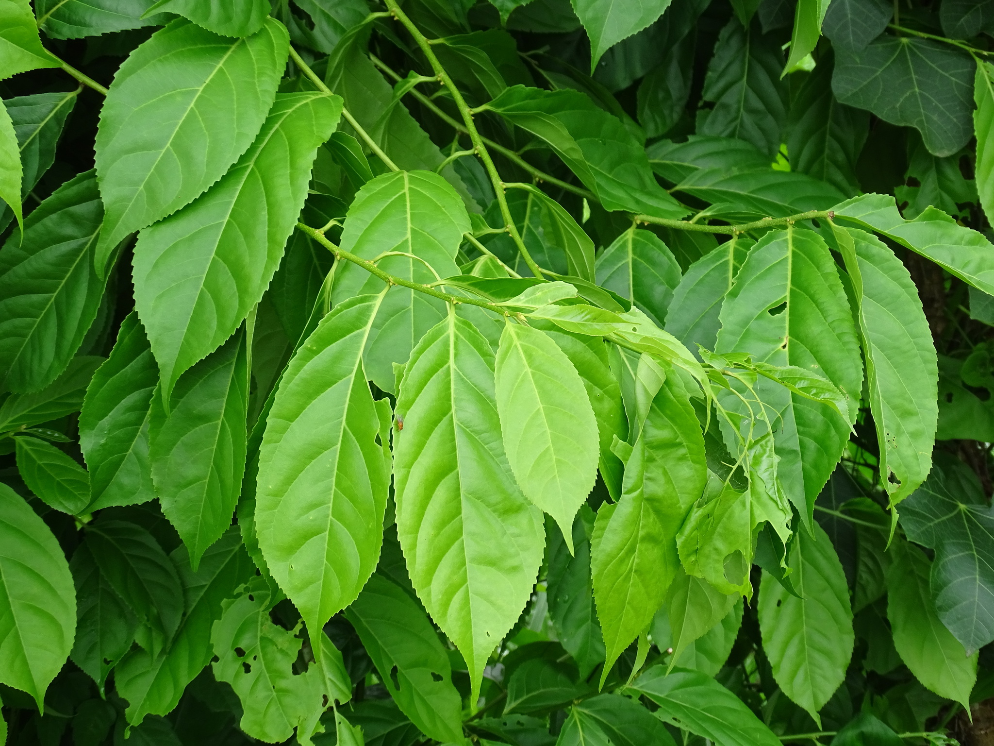 Imagem de Pimenta-de-macaco