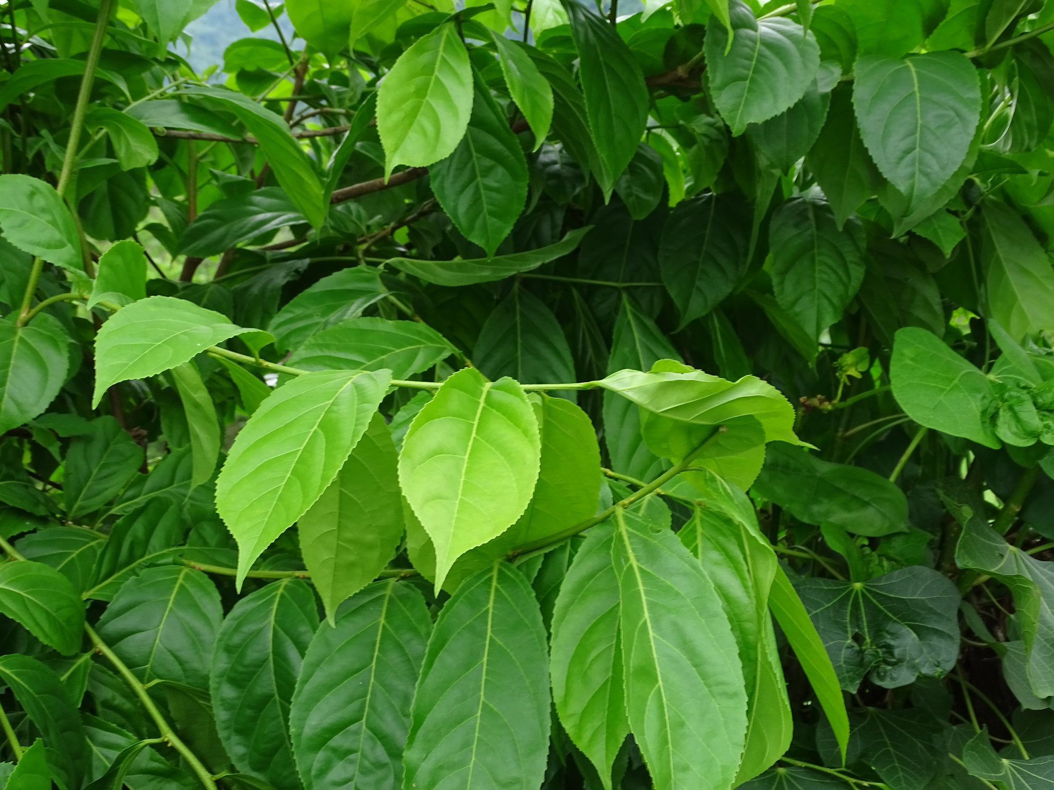 Imagem de Pimenta-de-macaco