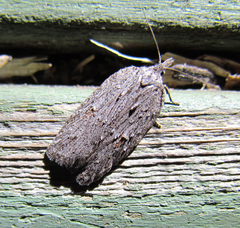 Acleris maximana