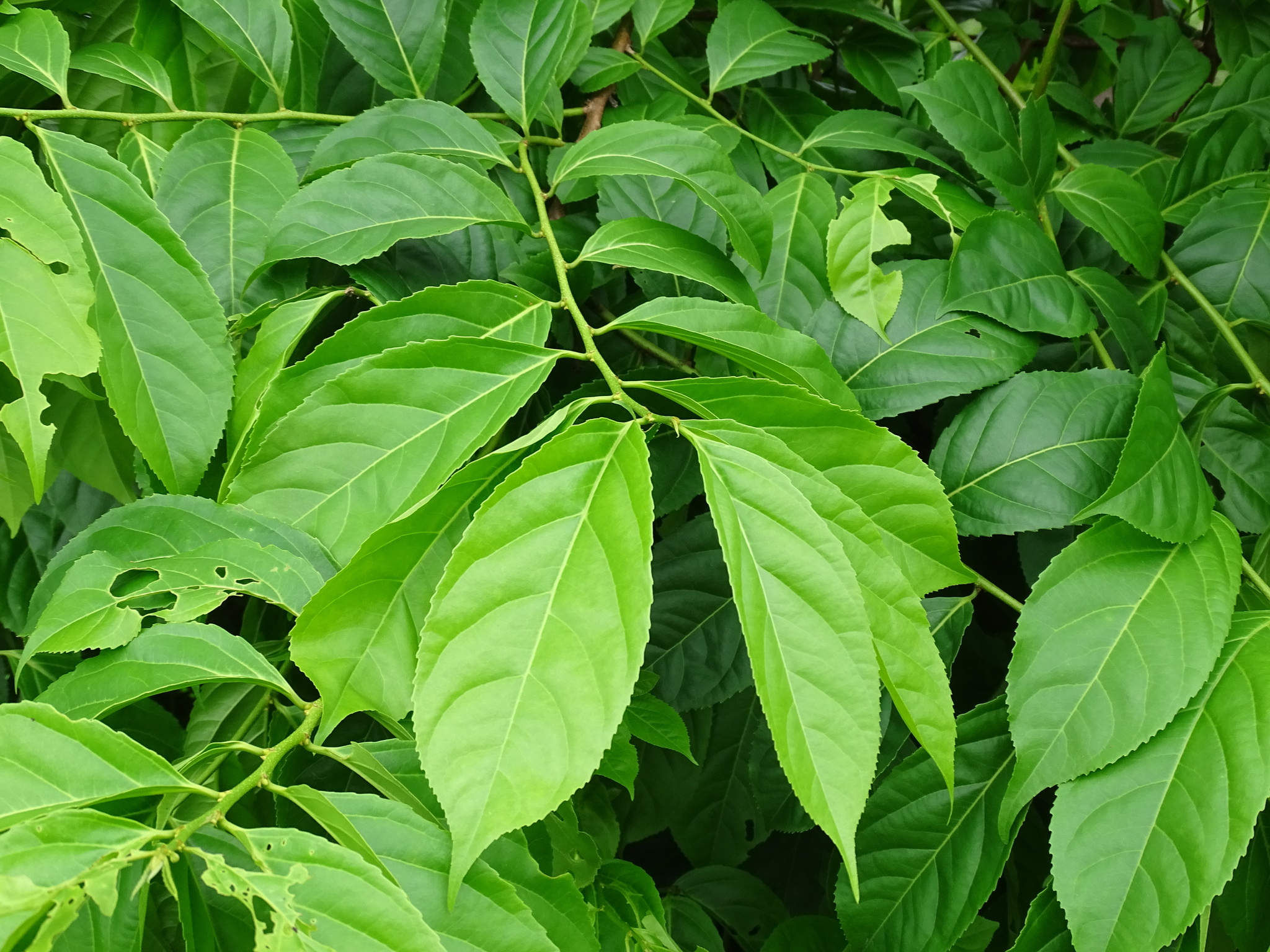 Imagem de Pimenta-de-macaco