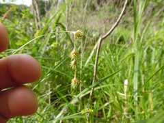Carex echinodes