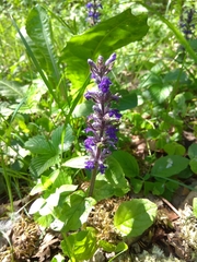 Ajuga reptans