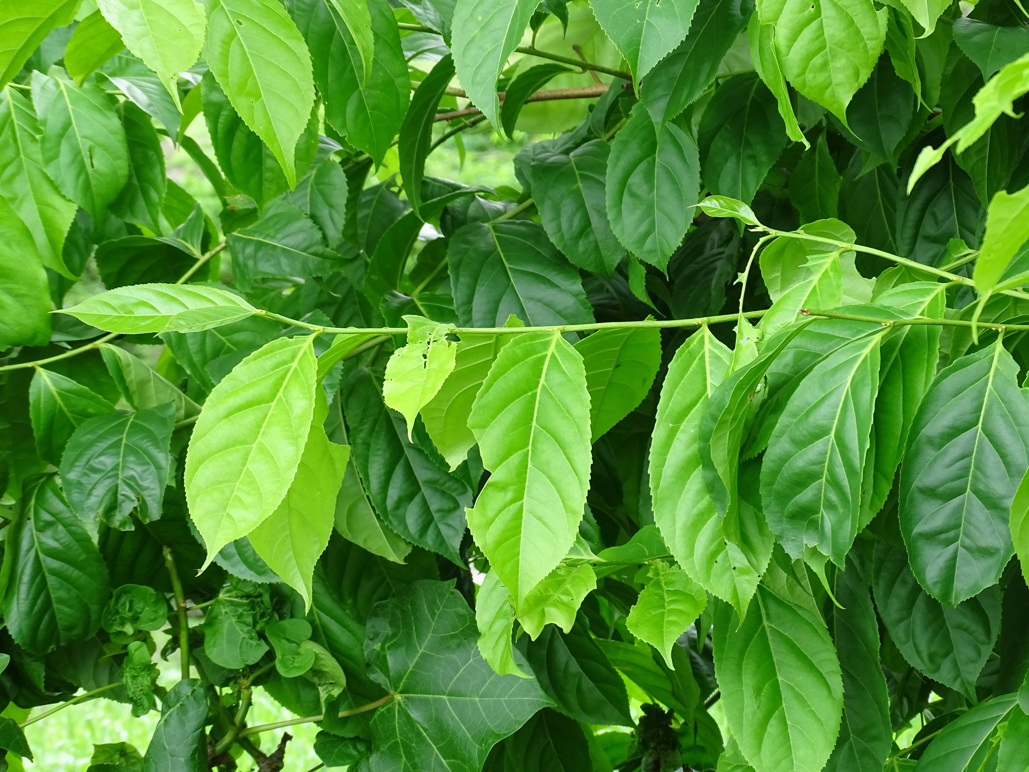 Imagem de Pimenta-de-macaco