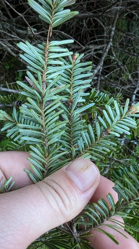 Image of Abies fraseri by (c) Alina Martin, some rights reserved (CC BY)