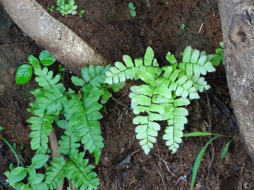 Image of Adiantum latifolium by (c) Alexis López Hernández, some rights reserved (CC BY)