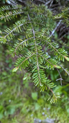 Image of Abies fraseri by (c) Alina Martin, some rights reserved (CC BY)