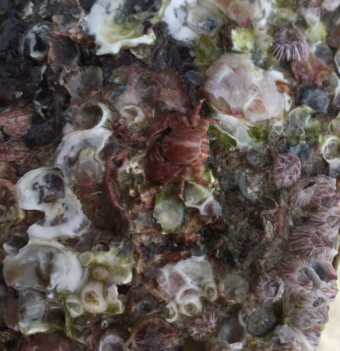 Porcellana sayana
