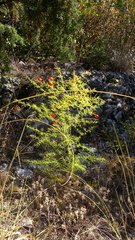Asparagus verticillatus