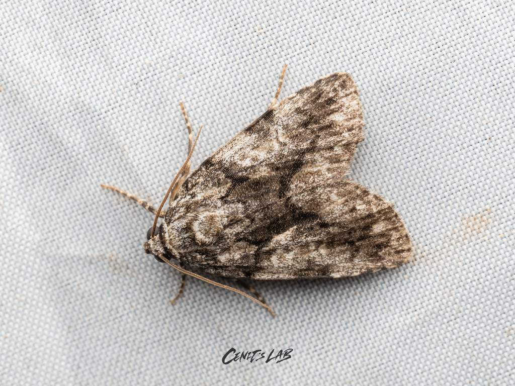 Gerbathodes paupera
