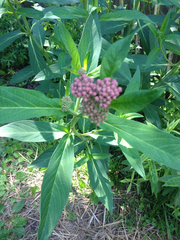 Asclepias incarnata