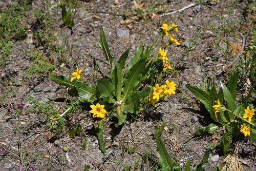 Humboldt County wyethia (Wyethia longicaulis)