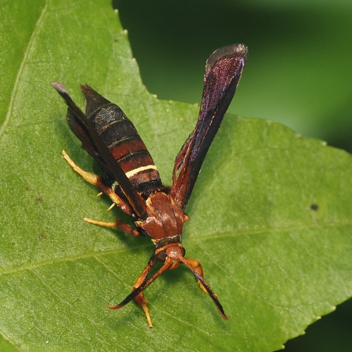 Lesser Grape Root Borer Moth photo 3