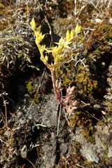 Sedum radiatum