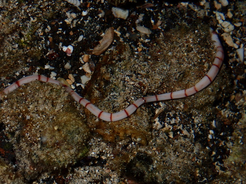 Baseodiscus cingulatus observed 2024-06-11